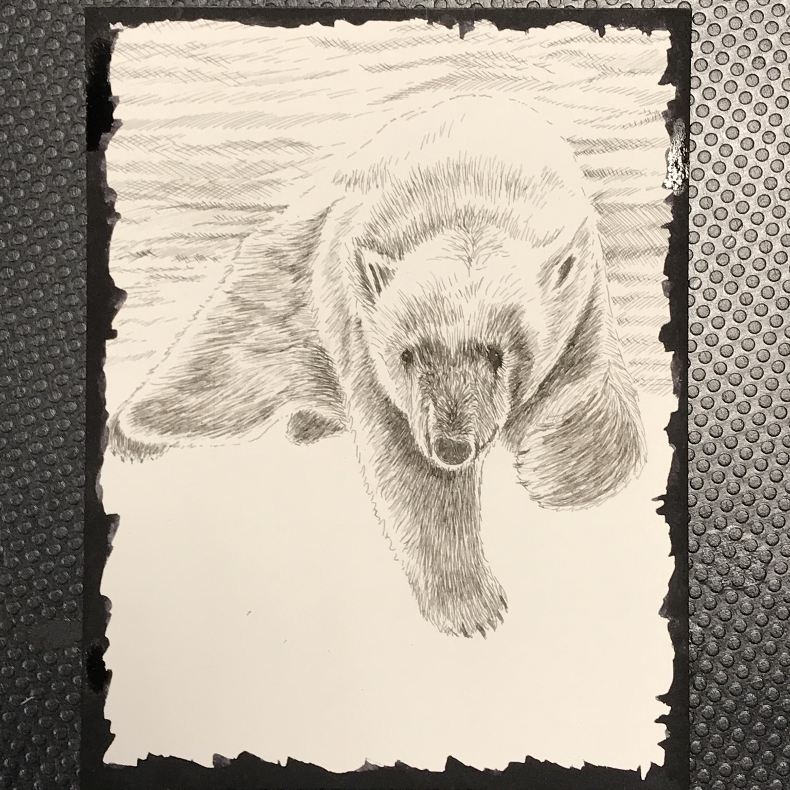 Pen drawing of a polar bear